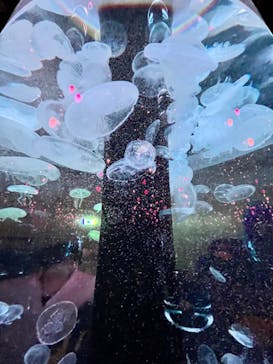 マクセル アクアパーク品川に投稿された画像（2023/4/7）