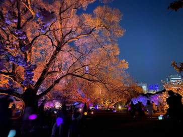 NAKED 桜の新宿御苑 2023に投稿された画像（2023/4/7）