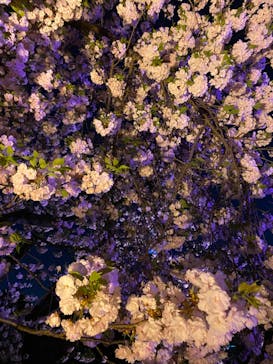 NAKED 桜の新宿御苑 2023に投稿された画像（2023/4/7）