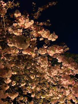 NAKED 桜の新宿御苑 2023に投稿された画像（2023/4/7）