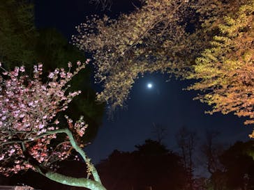 NAKED 桜の新宿御苑 2023に投稿された画像（2023/4/7）