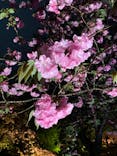 『NAKED FLOWERS 2023 桜 世界遺産・二条城』に投稿された画像（2023/4/7）