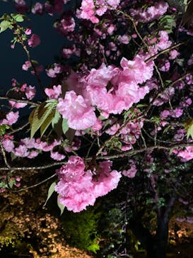 『NAKED FLOWERS 2023 桜 世界遺産・二条城』に投稿された画像（2023/4/7）
