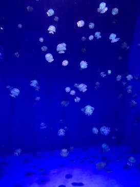 新江ノ島水族館に投稿された画像（2023/4/7）