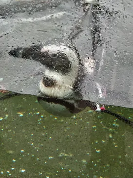 神戸どうぶつ王国に投稿された画像（2023/4/7）