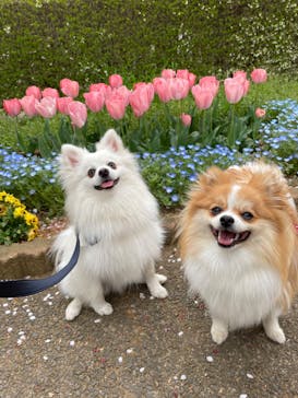 成田ゆめ牧場に投稿された画像（2023/4/7）