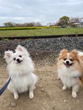 成田ゆめ牧場に投稿された画像（2023/4/7）