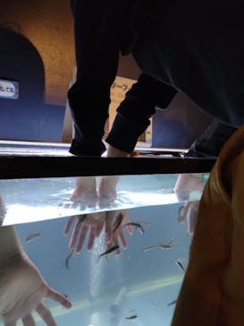 サケのふるさと 千歳水族館に投稿された画像（2023/4/8）