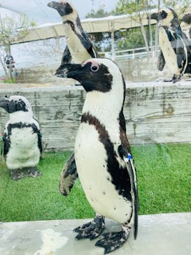 マリンワールド海の中道に投稿された画像（2023/4/8）