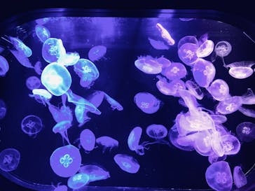 マリンワールド海の中道に投稿された画像（2023/4/8）