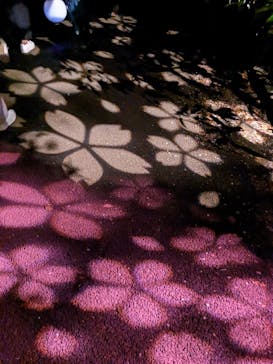 NAKED 桜の新宿御苑 2023に投稿された画像（2023/4/8）