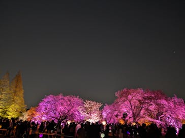 NAKED 桜の新宿御苑 2023に投稿された画像（2023/4/8）