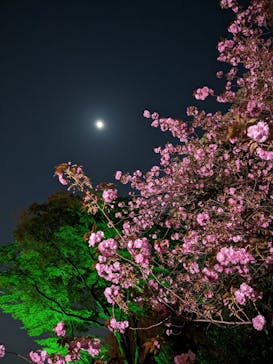 NAKED 桜の新宿御苑 2023に投稿された画像（2023/4/8）