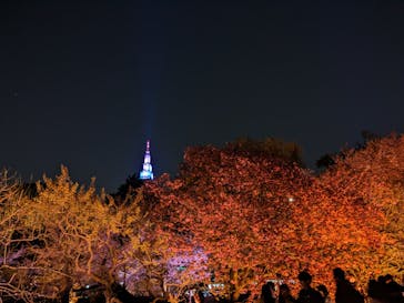 NAKED 桜の新宿御苑 2023に投稿された画像（2023/4/8）