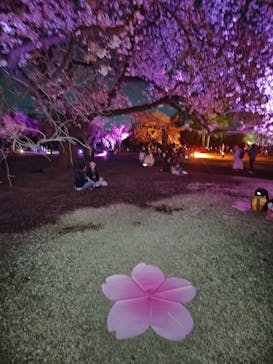 NAKED 桜の新宿御苑 2023に投稿された画像（2023/4/8）