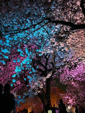 NAKED 桜の新宿御苑 2023に投稿された画像（2023/4/8）