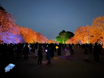 NAKED 桜の新宿御苑 2023に投稿された画像（2023/4/8）