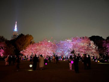 NAKED 桜の新宿御苑 2023に投稿された画像（2023/4/8）