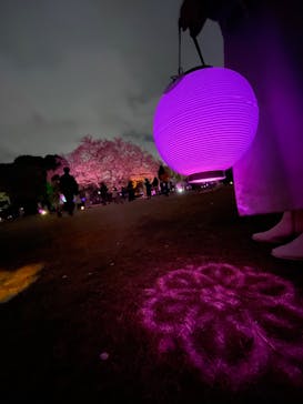 NAKED 桜の新宿御苑 2023に投稿された画像（2023/4/8）