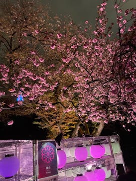 NAKED 桜の新宿御苑 2023に投稿された画像（2023/4/8）