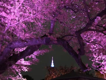 NAKED 桜の新宿御苑 2023に投稿された画像（2023/4/8）