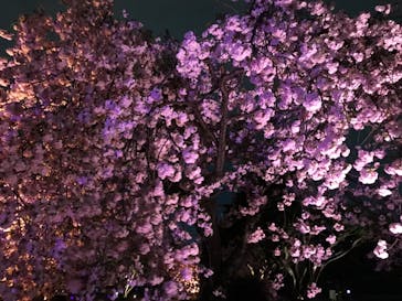 NAKED 桜の新宿御苑 2023に投稿された画像（2023/4/8）