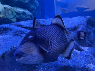 マクセル アクアパーク品川に投稿された画像（2023/4/8）