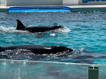 鴨川シーワールドに投稿された画像（2023/4/8）