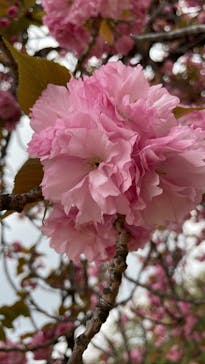 新宿御苑に投稿された画像（2023/4/8）