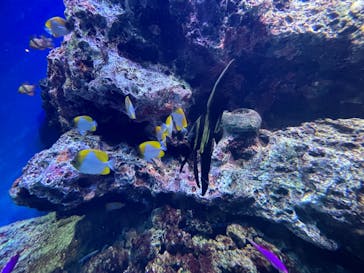 マクセル アクアパーク品川に投稿された画像（2023/4/8）