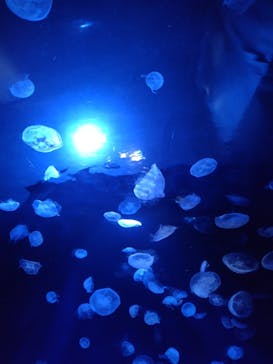 サンシャイン水族館に投稿された画像（2023/4/8）