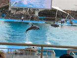 名古屋港水族館に投稿された画像（2023/4/8）