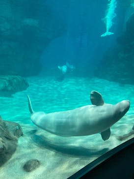 名古屋港水族館に投稿された画像（2023/4/8）