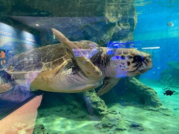 名古屋港水族館に投稿された画像（2023/4/8）