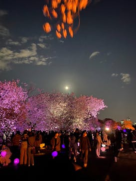 NAKED 桜の新宿御苑 2023に投稿された画像（2023/4/8）