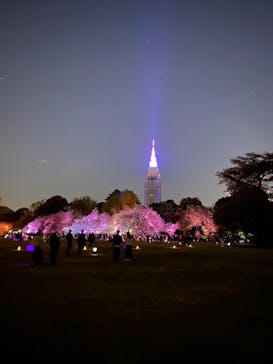 NAKED 桜の新宿御苑 2023に投稿された画像（2023/4/8）