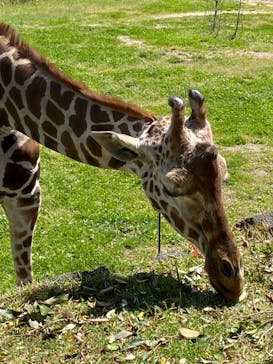 到津の森公園に投稿された画像（2023/4/8）