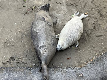 伊豆・三津シーパラダイスに投稿された画像（2023/4/8）