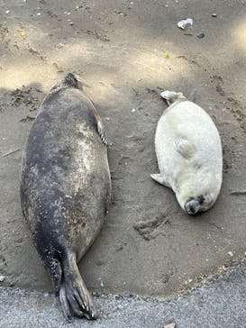 伊豆・三津シーパラダイスに投稿された画像（2023/4/8）