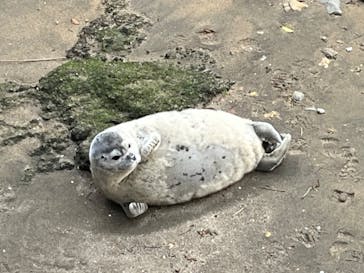 伊豆・三津シーパラダイスに投稿された画像（2023/4/8）
