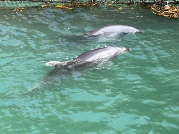 伊豆・三津シーパラダイスに投稿された画像（2023/4/8）