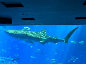 沖縄美ら海水族館に投稿された画像（2023/4/8）