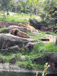 天王寺動物園に投稿された画像（2023/4/8）