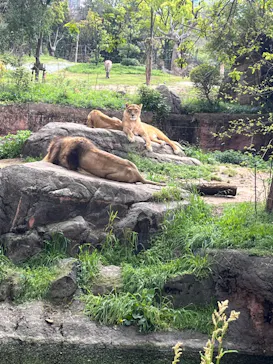 天王寺動物園に投稿された画像（2023/4/8）