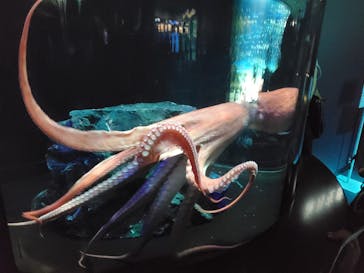 サンシャイン水族館に投稿された画像（2023/4/8）