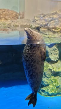 マクセル アクアパーク品川に投稿された画像（2023/4/8）