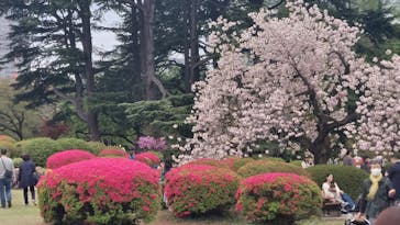 新宿御苑に投稿された画像（2023/4/8）