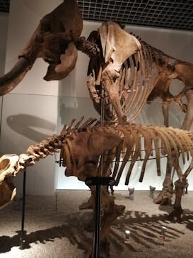 国立科学博物館に投稿された画像（2023/4/8）