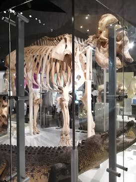 国立科学博物館に投稿された画像（2023/4/8）