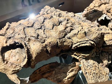 特別展「恐竜博2023」に投稿された画像（2023/4/8）